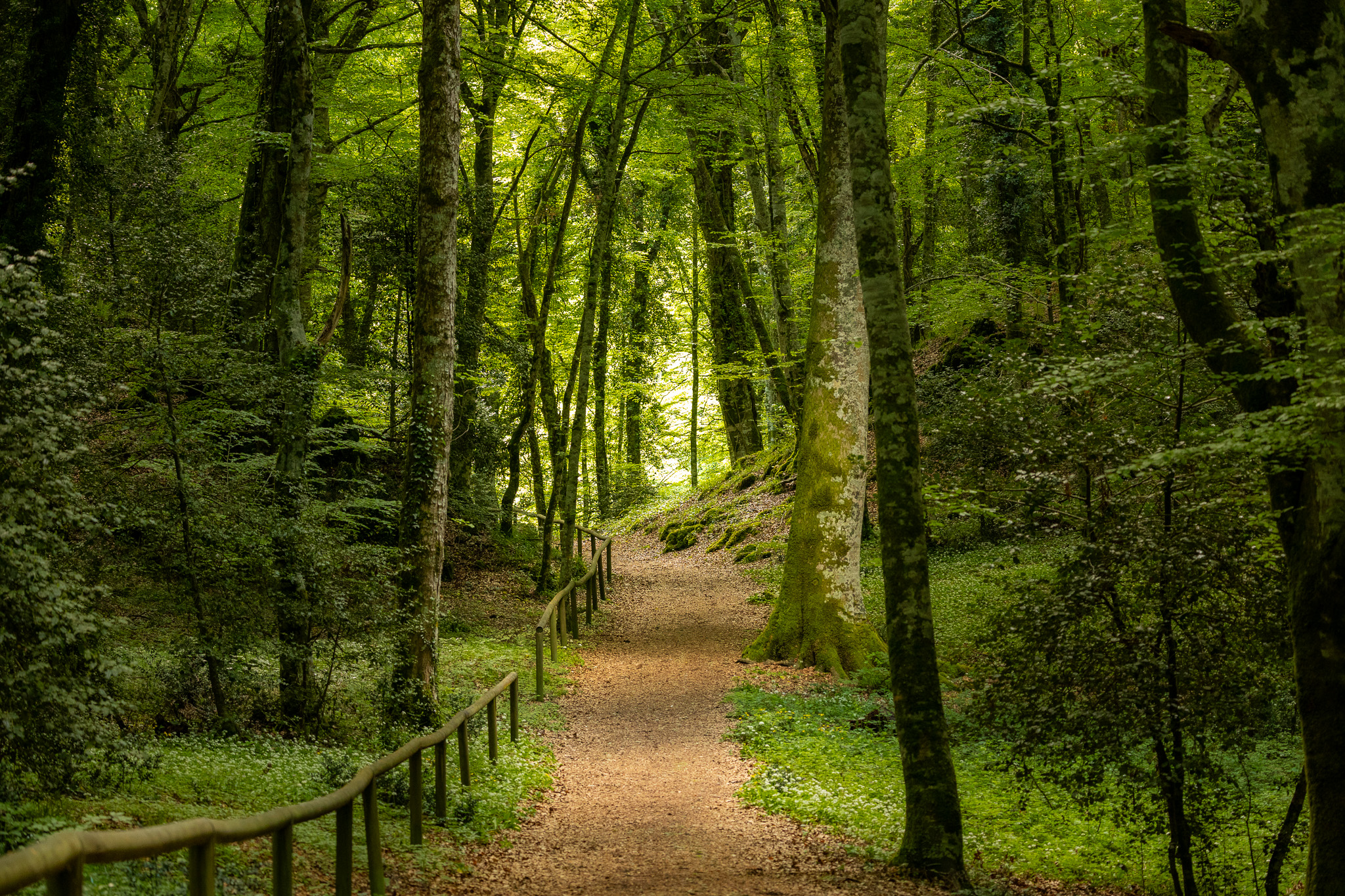 La Foresta Umbra