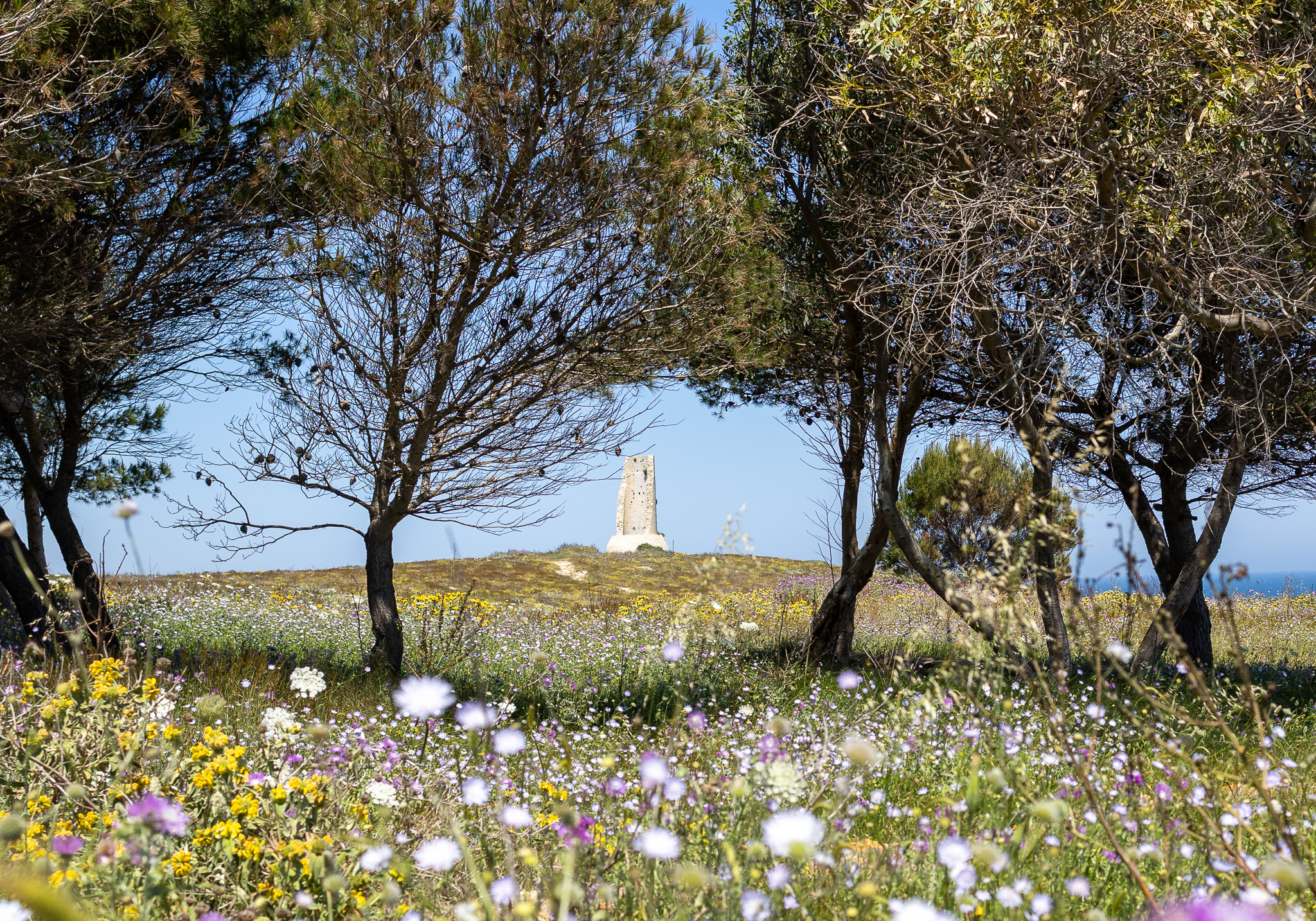 Les Pouilles en fleur
