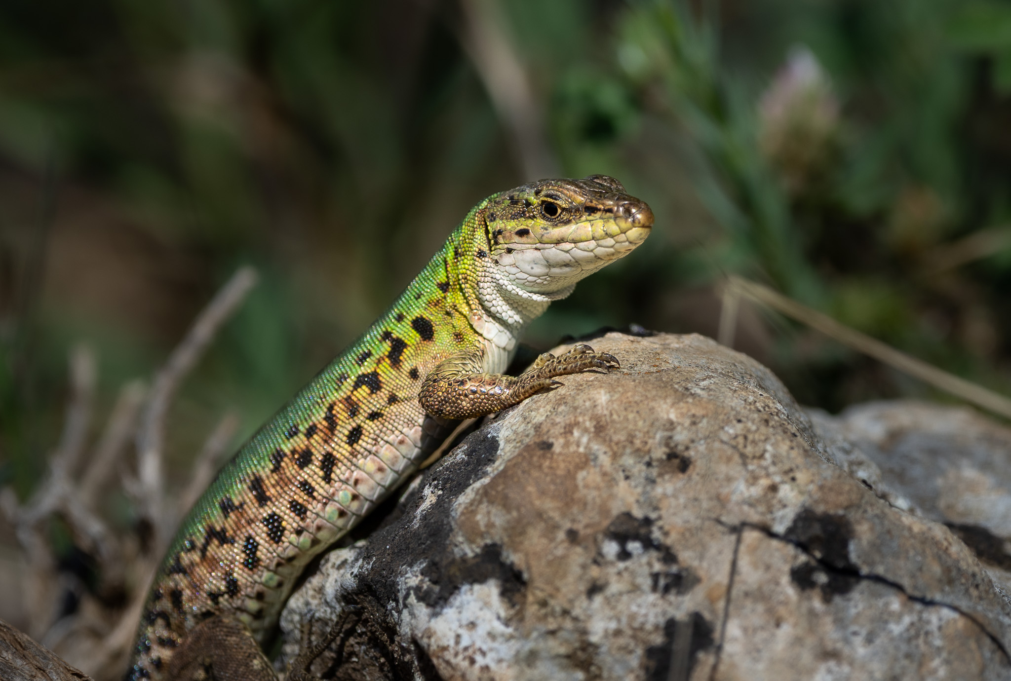 Lézard Gravina di Laterza