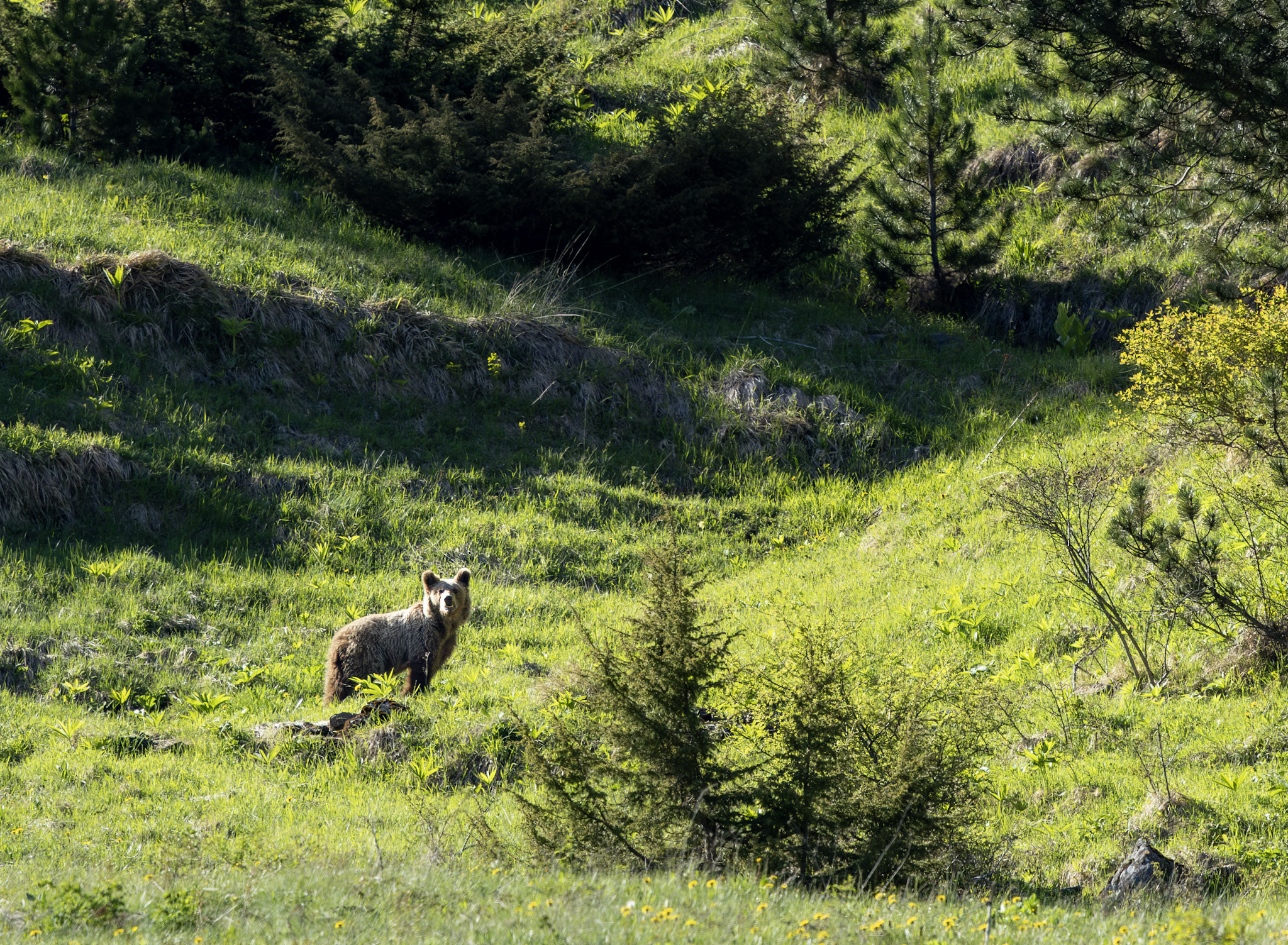 Ours brun au Mont Korab