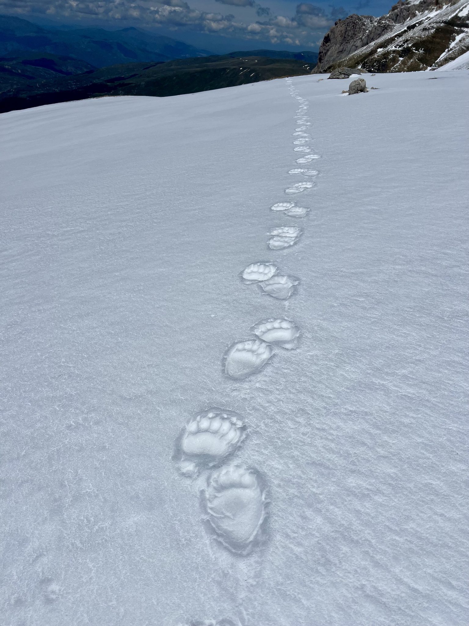 Traces d'ours dans la neige