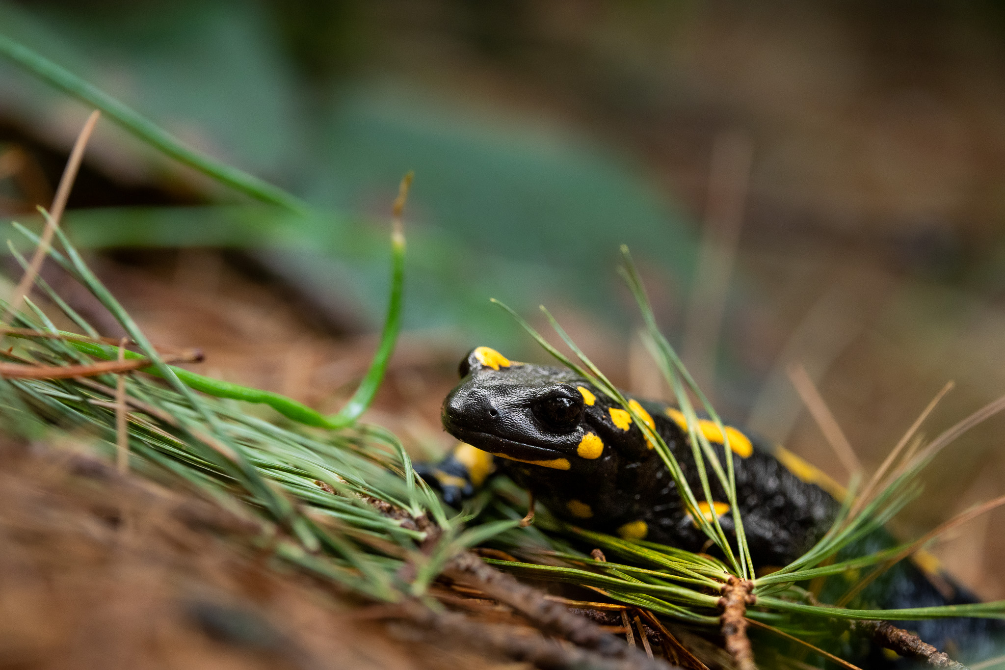 Salamandre au Pelister