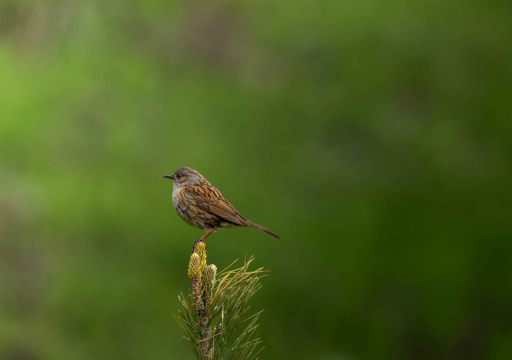 Oiseau Plav
