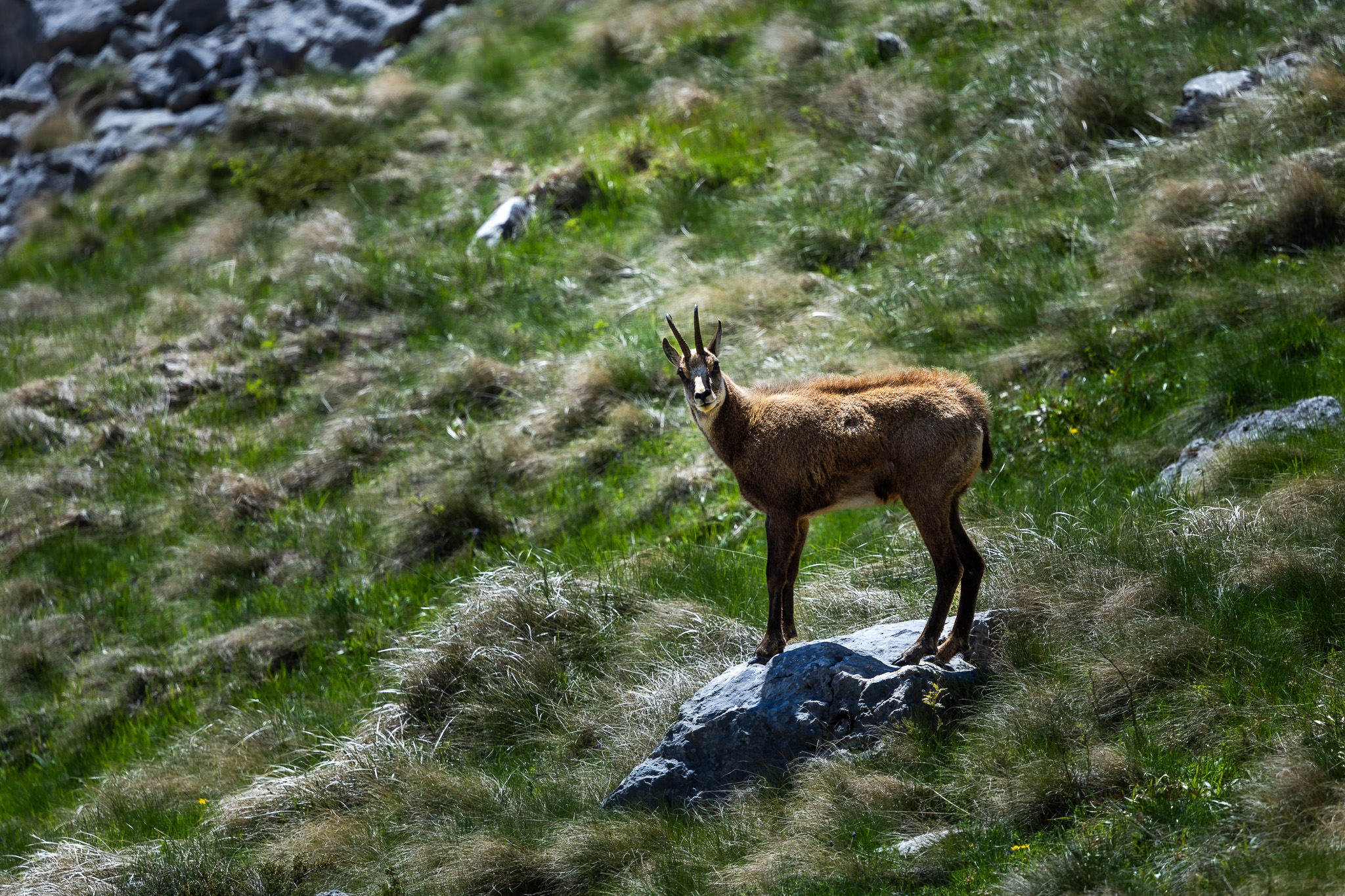 Chamois sur un rocher au bord de la route panoramique du Durmitor