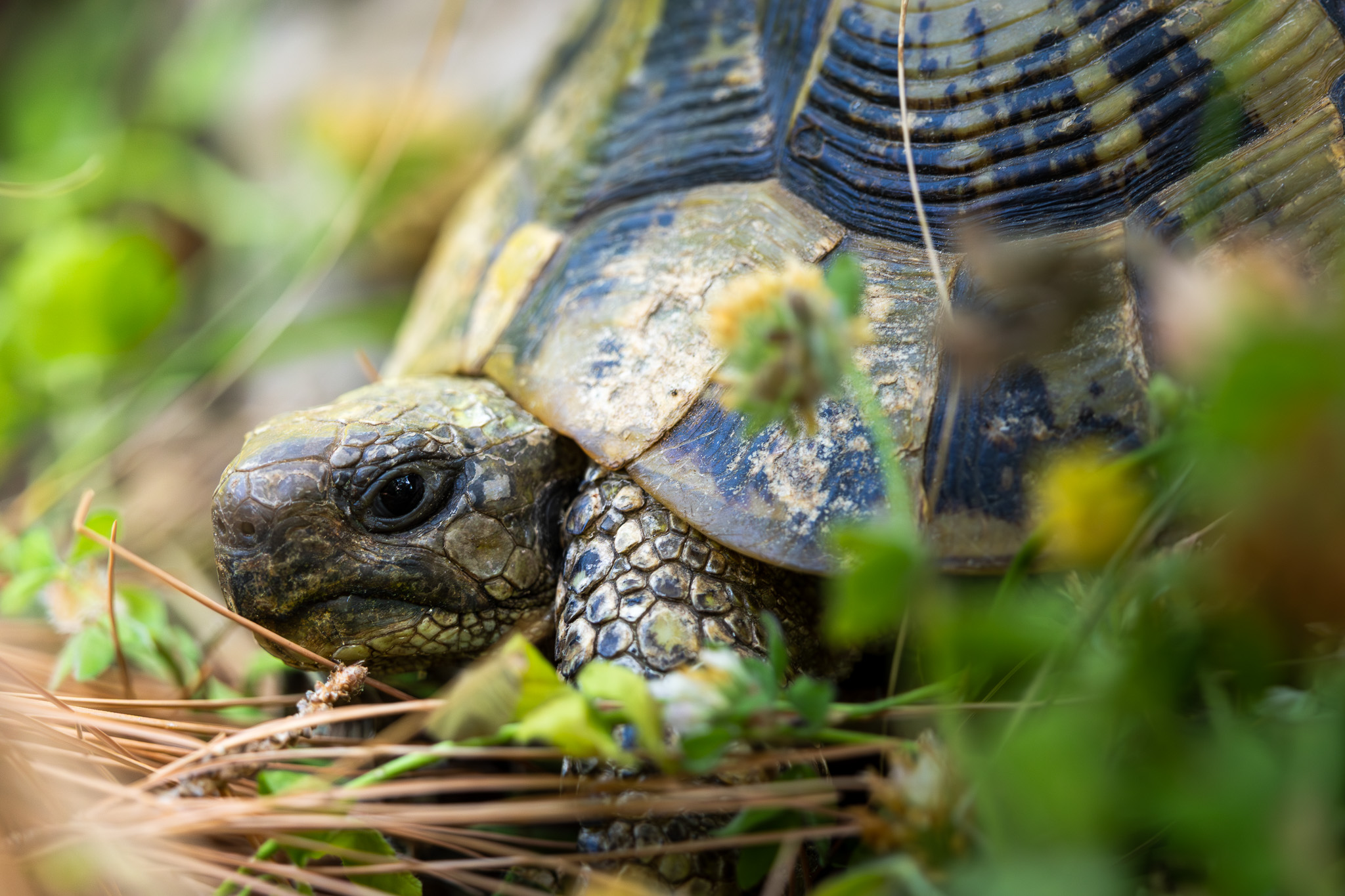 Tortue terrestre dans les herbes sur le sentier de la forteresse de Haj-Nehaj