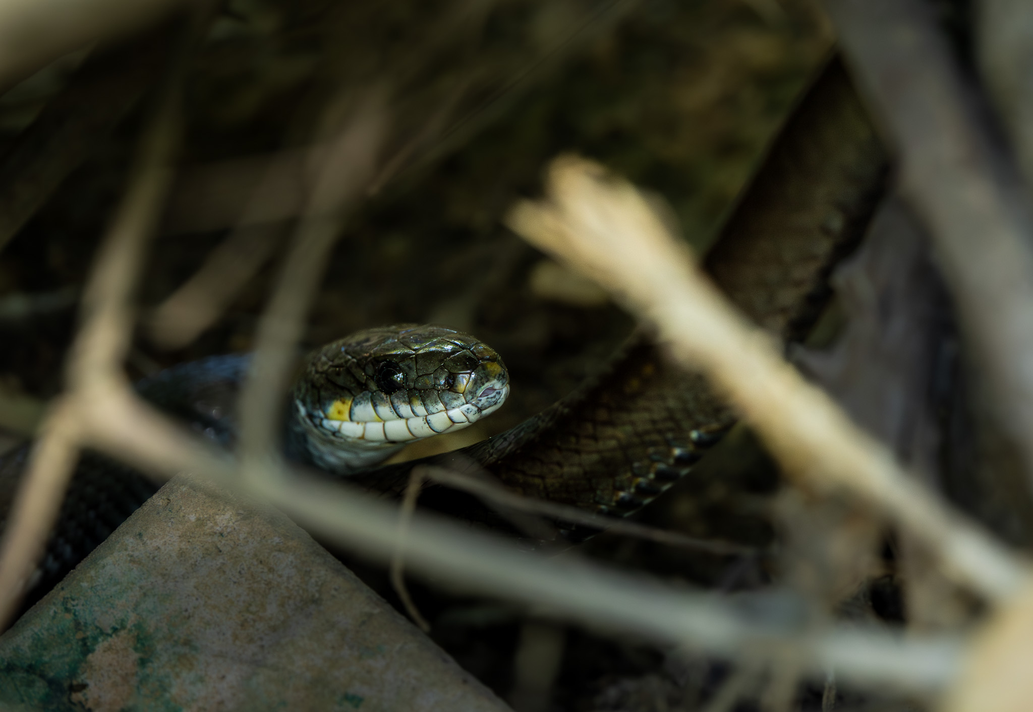 Couleuvre mélanique cachée dans les herbes à Ada Bojana
