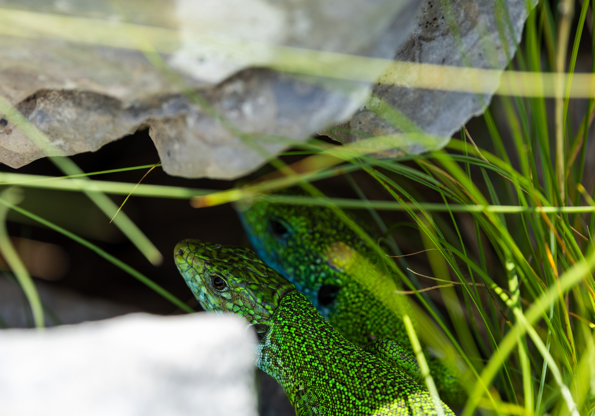 Lézard vert caché dans les herbes sur la randonnée au Lovćen