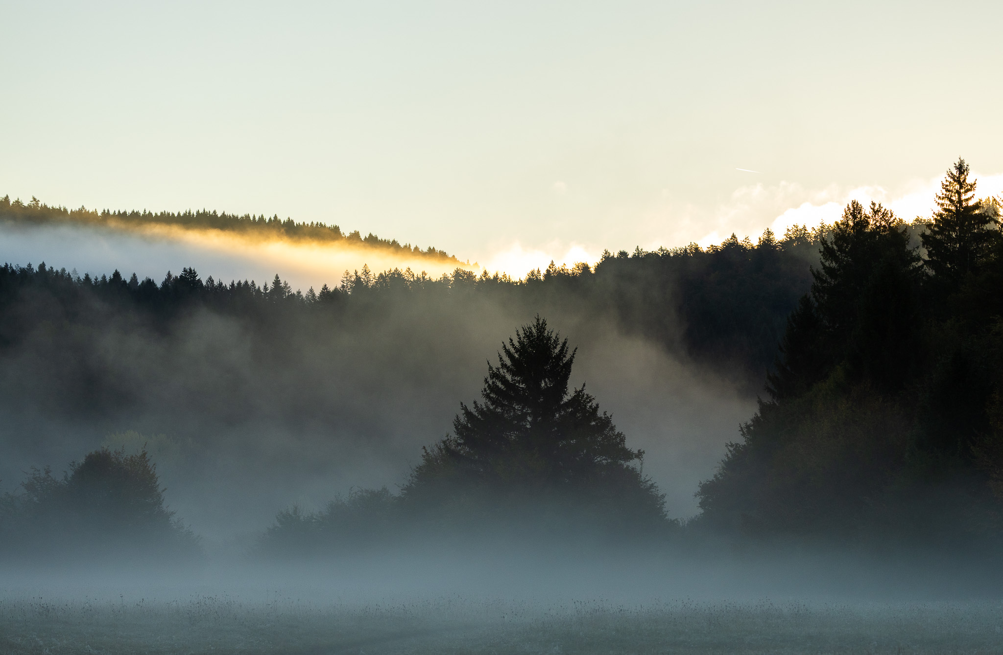 Sapins dans la brume matinale au bord du lac de Cerknica
