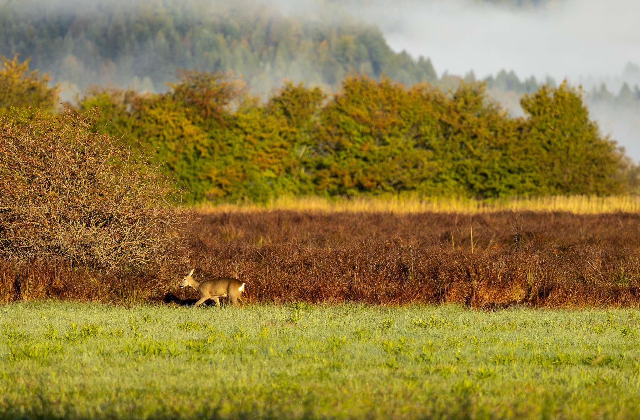 Biche dans les herbes du lac de Cerknica, près de Postojna